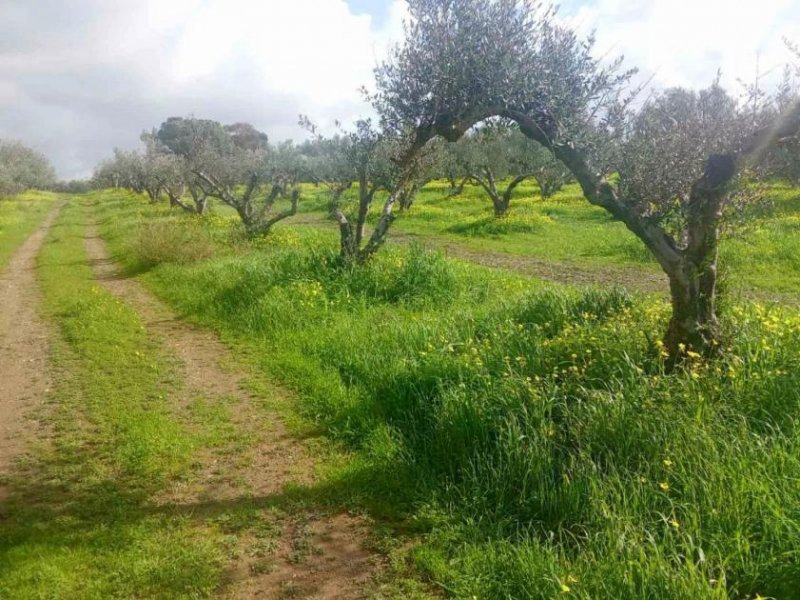 Platanos Kreta, Platanos Ein Grundstück mit Charakter und Geschichte Grundstück kaufen